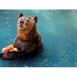 Bear Cools Off from the Summer Heat with a Frozen Watermelon in Rio De 