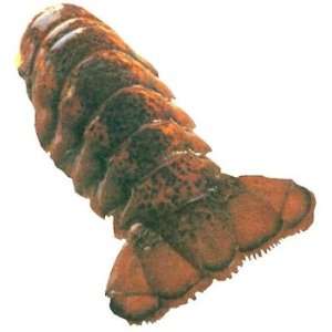 oz. Lobster Tails Grocery & Gourmet Food