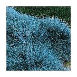  Powder Blue Festuca Grass
