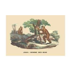  Joko   Homme des Bois (Monkey) 20x30 poster