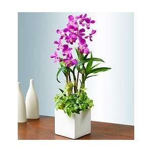 Flowers by 1800Flowers   Classic Dendrobium Dish Garden for Sympathy
