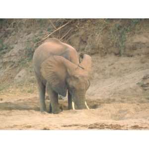  Thirsty Elephant Digging For Water in Dried Up Tiva River 
