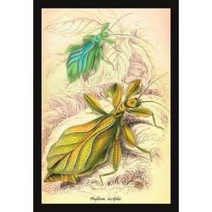  Paper poster printed on 12 x 18 stock. Insects Phyllium 
