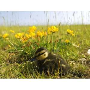 Mallard, Duckling in Wildflower Meadow, UK Art Styles Photographic 