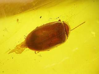   beetle fossil inclusion in large crystal clear Baltic amber stone