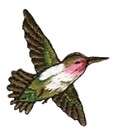 Hummingbird Bird Embroidered Iron Applique Patch 116097  
