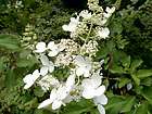 Hydrangea serrata Can Can, Hayes Starburst Hydrangea arborescens 