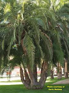 Phoenix reclinata (Senegal Date Palm) 20 seeds  