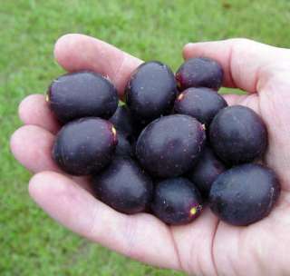 Southern Home Muscadine Grape Plant   Self Fertile Variety  