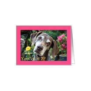  47th Birthday card, German Shorthaired Pointer Card Toys 