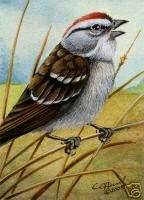 Chipping Sparrow Limited Edition ACEO by Eric Dull  