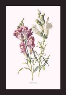 SNAPDRAGON    1890s Botanical Lithograph  