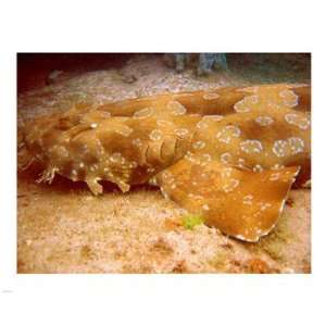  Wobbegong Shark Poster (10.00 x 8.00)