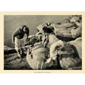1936 Print Walrus Marine Mammal Arctic Tusk Whiskers Bulk Hunt Hunting 