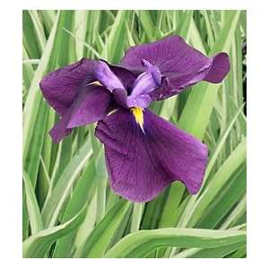  Iris ensata   Variegata Patio, Lawn & Garden