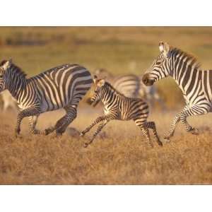  Zebras and Offspring at Sunset, Amboseli Wildlife Reserve 