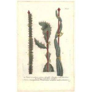  Cactus Pl. 358 Poster Print