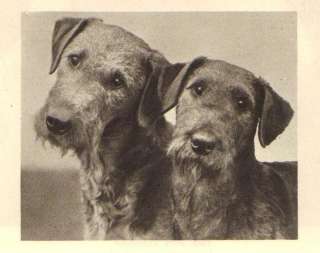 Irish Terrier P   1931 Vintage Dog Print   MATTED  