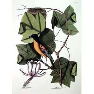  Baltimore Bird and Tulip Tree by Mark Catesby. Best 