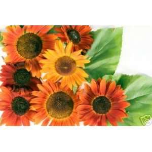   Sunflower Seeds Variety Mix Wholesale Plant Patio, Lawn & Garden
