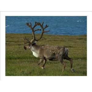   Caribou Giclee Poster Print by Charles Glover, 16x12
