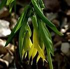 large bellwort wild oats uvularia grandiflora great merrybells 