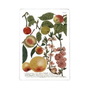  Weinmann Fruits II by Weimann 10x14