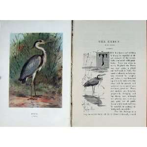  1901 Swaysland Wild Birds Heron Wading Thorburn