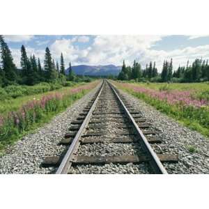 Alaska Railroad Tracks Lined on Either Side by Pink Fireweed , 72x48