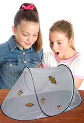 Butterfly Rearing Kit Watch 5 LIVE Caterpillars GROW up  