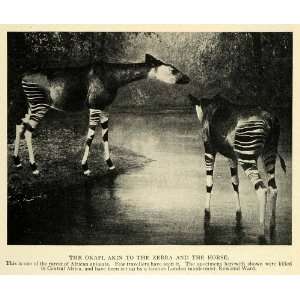  1911 Print Rare Wild Exotic African Animal Okapi Rowland 