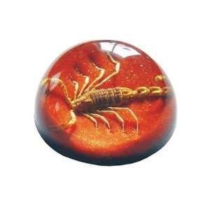   TC101 Real Bug Terrain Small Scorpion Red Background