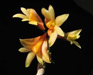 Dendrobium chysopterum hybrid PEACH   rare orchid IN BLOOM WITH BUDS 