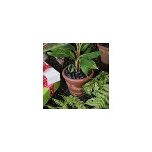    Garland Terracotta Style Planter (8 inch) Patio, Lawn & Garden