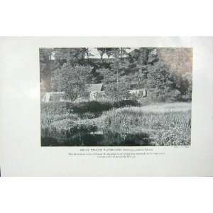  1919 Great Yellow Watercress Reed Swamp Photograph