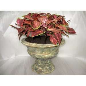  Faux Coleus Potted (rust Green) 16 Rust Green Patio, Lawn 