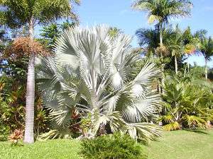 100 Silver Bismark Palm Seeds Fresh LIVE Bismarckia  