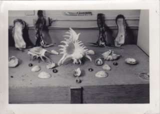 Unusual Seashell Collection.Creatures From Under The Sea.Vintage 
