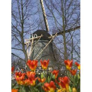  Windmill with Tulips in Keukenhof Gardens, Amsterdam 