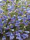 ELECTRIC BLUE Wasatch Penstemon cyananthus 200 seeds  