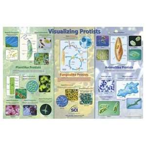  Neo Sci Visualizing Protists Poster; Paper Poster 