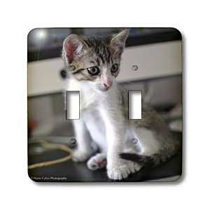 VWPics Cats and Dogs   Cute Kitten at Home sitting down   Light Switch 