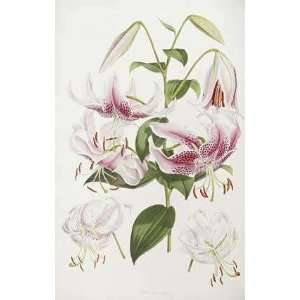  A Monograph of The Genus Lilium Henry John Elwes. 23.13 