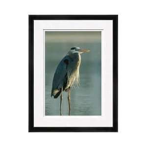  Great Blue Heron Sanibel Island Florida Framed Giclee 