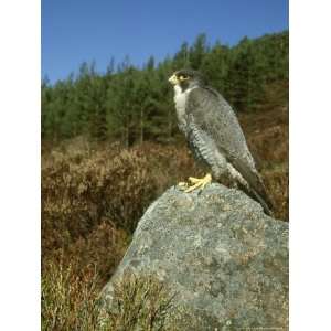  Peregrine Falcon, Falco Peregrinus Male Perched on Rock St 