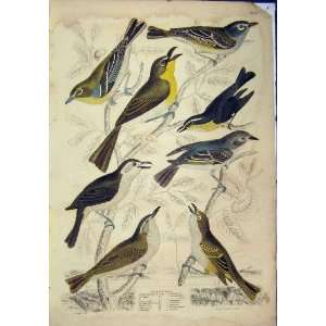  Birds Vireo Chats C1825 Natural History Hand Coloured 