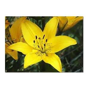  20 Oriental Yellow Lily Seeds 