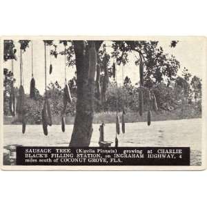 1930s Vintage Postcard Sausage Tree growing at Charlie Blacks Filling 
