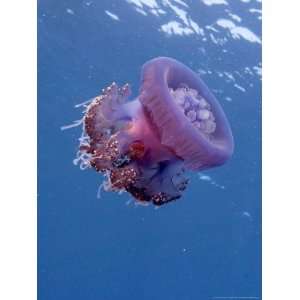  Jelly Fish, St. Johns Reef, Red Sea Premium Photographic 