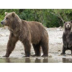  Brown Bear (Ursus Arctos) Mother and Cub Alertly Looking 